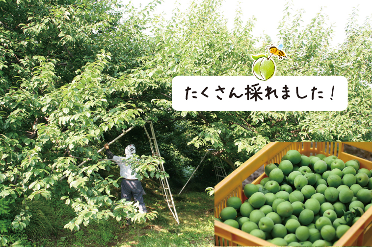 梅の産地、埼玉県寄居中間平