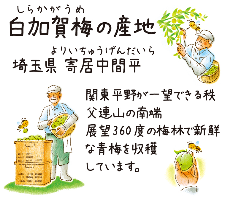 梅の産地、埼玉県寄居中間平